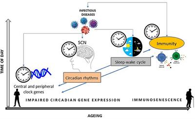 Circadian Rhythms, Sleep, Immunity, and Fragility in the Elderly: The Model of the Susceptibility to Infections